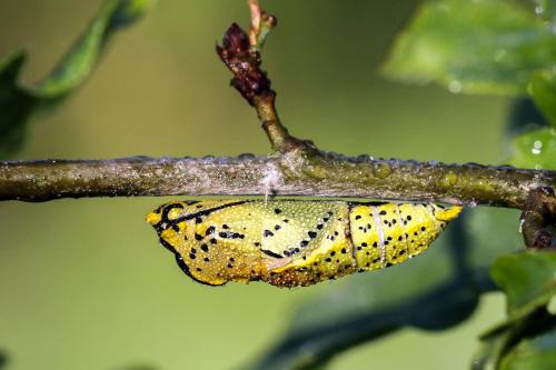 Aporia crataegi
